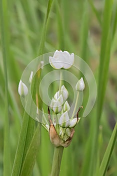 White flowering rush, Butomus umbellatus Snowwhite, flower photo